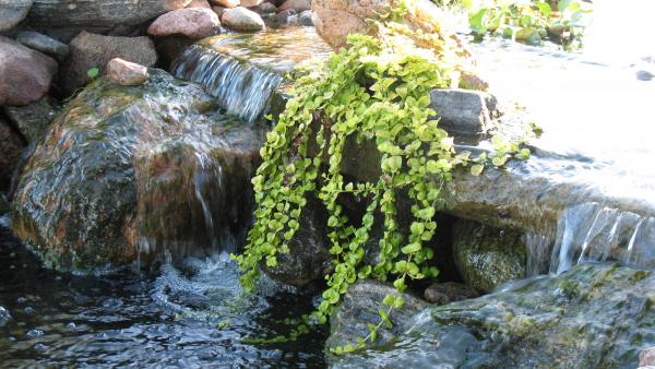 Water Garden